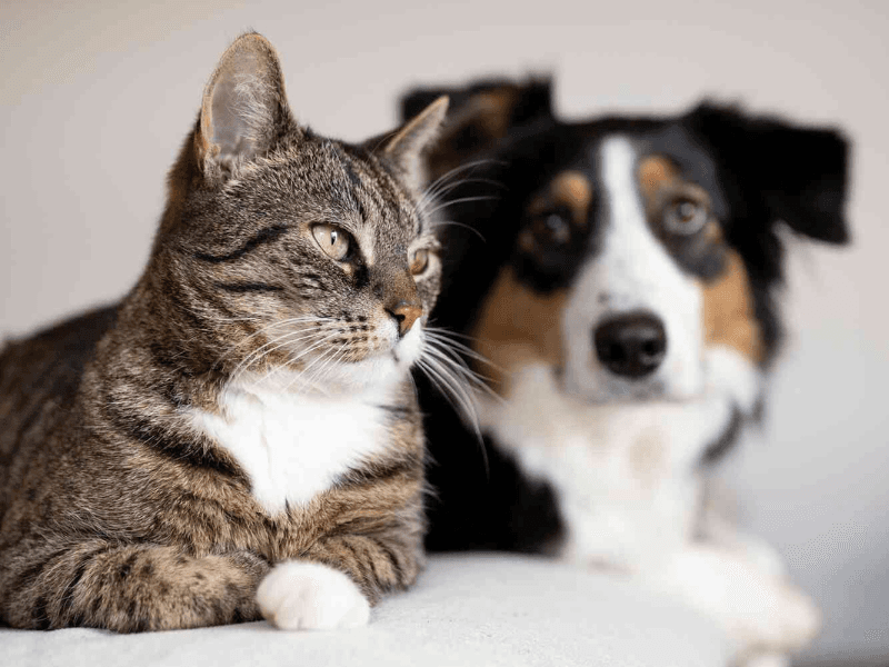 Katze und Hund - Freunde fürs Leben - TRIXIE Heimtierbedarf